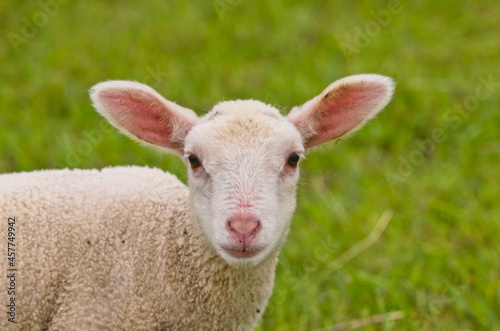 Portrait of a very cute white newborn lamb in the meadow