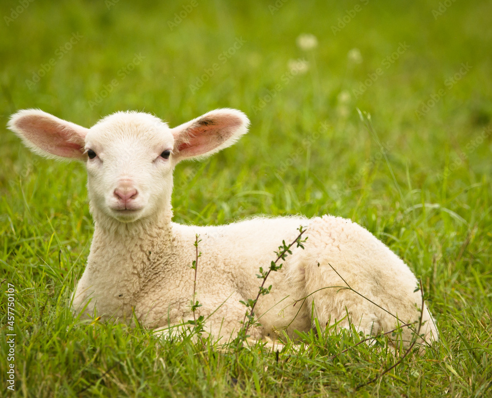 Portrait of a very cute white newborn lamb in the meadow Portrait of a very cute white newborn lamb in the meadow