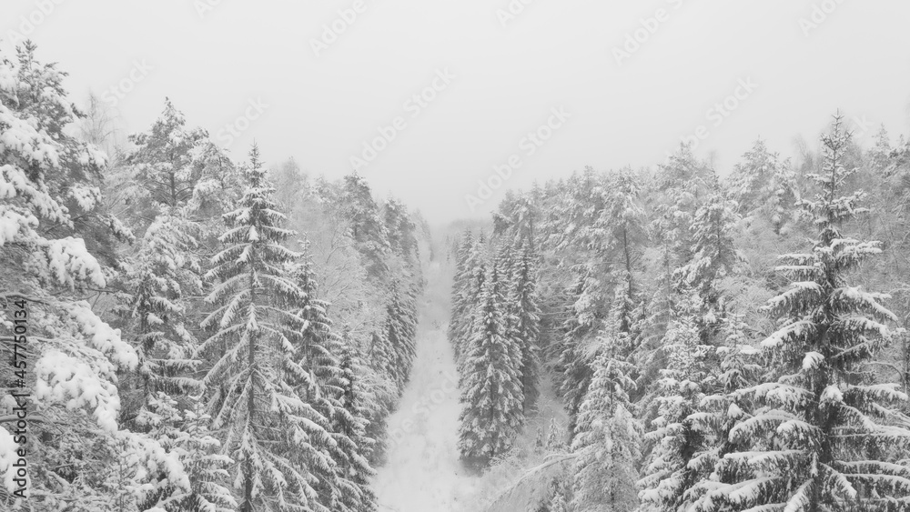 snow covered trees snow covered trees