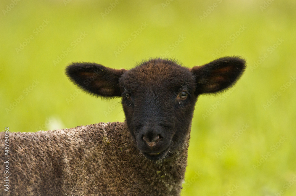 Portrait of a very cute grey newborn lamb in the meadow Portrait of a very cute grey newborn lamb in the meadow