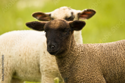 Portrait of two beautiful cute lambs 