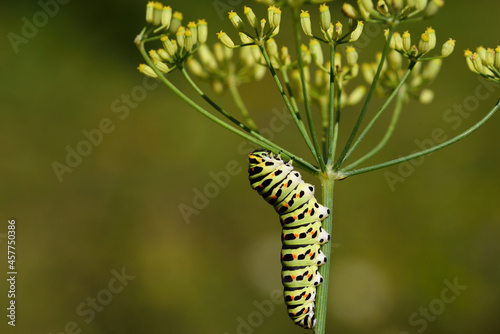 Close-up of a swallowtail caterpillar (papillo) crawling on the flower of wild fennel, against a green background