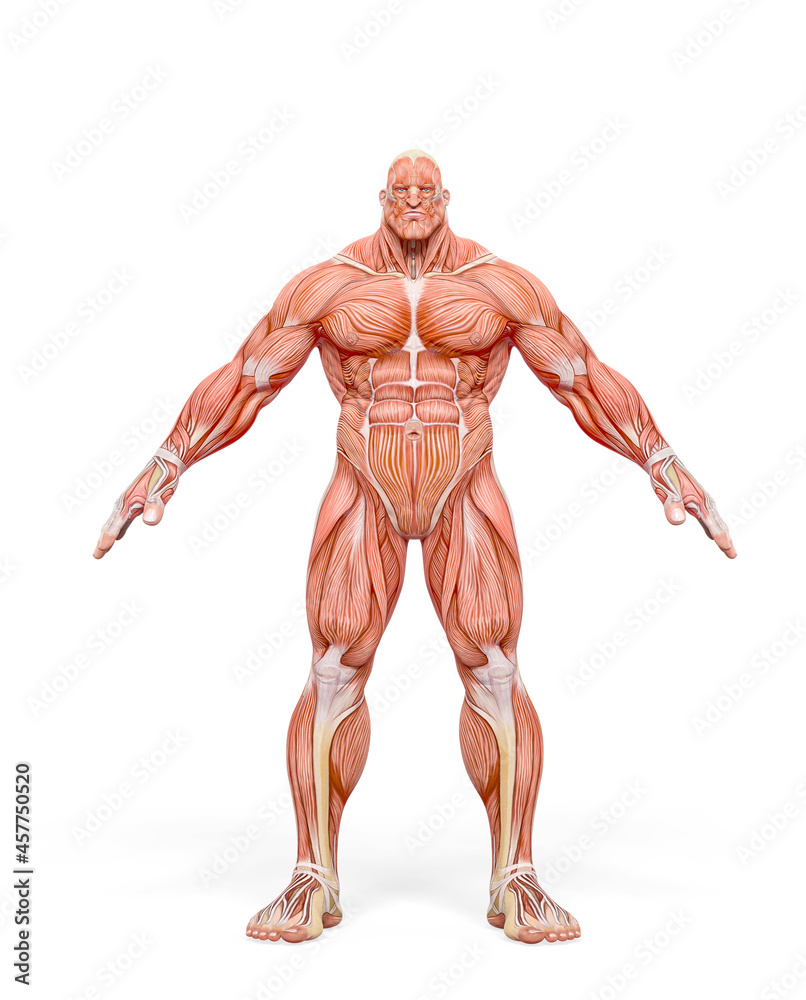 bodybuilder muscle maps in white background