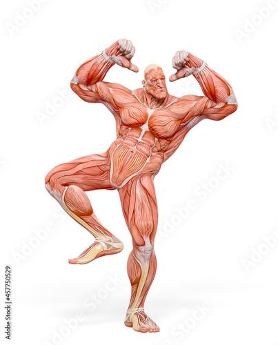 bodybuilder muscle maps is dancing in white background © DM7