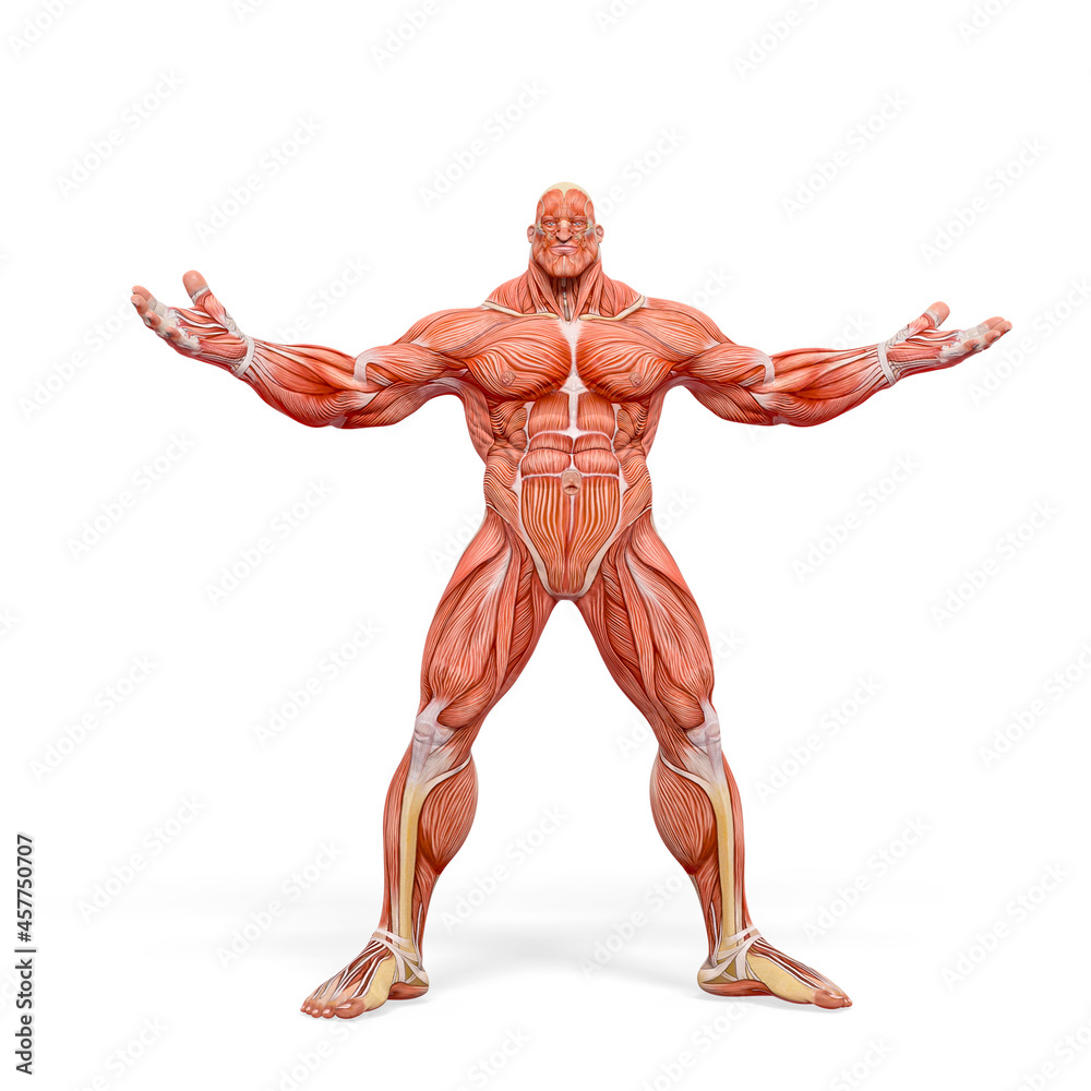 bodybuilder muscle maps with arms wid open in white background bodybuilder muscle maps with arms wid open in white background