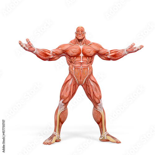 bodybuilder muscle maps with arms wid open in white background