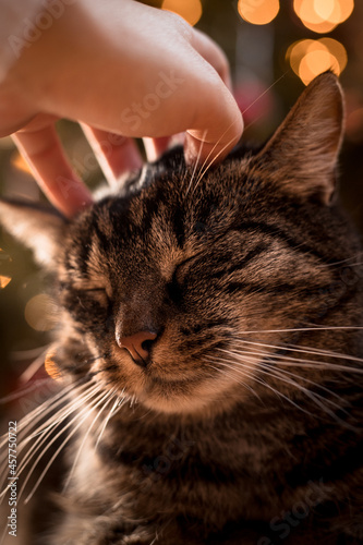 The cat lies relaxed and enjoys being petted, with a glowing Christmas bokeh background. Portrait of a gray-brown tabby cat cuddling with humans. 