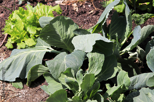 Quadro em tela Closeup of cabbage leaves wilting in the garden