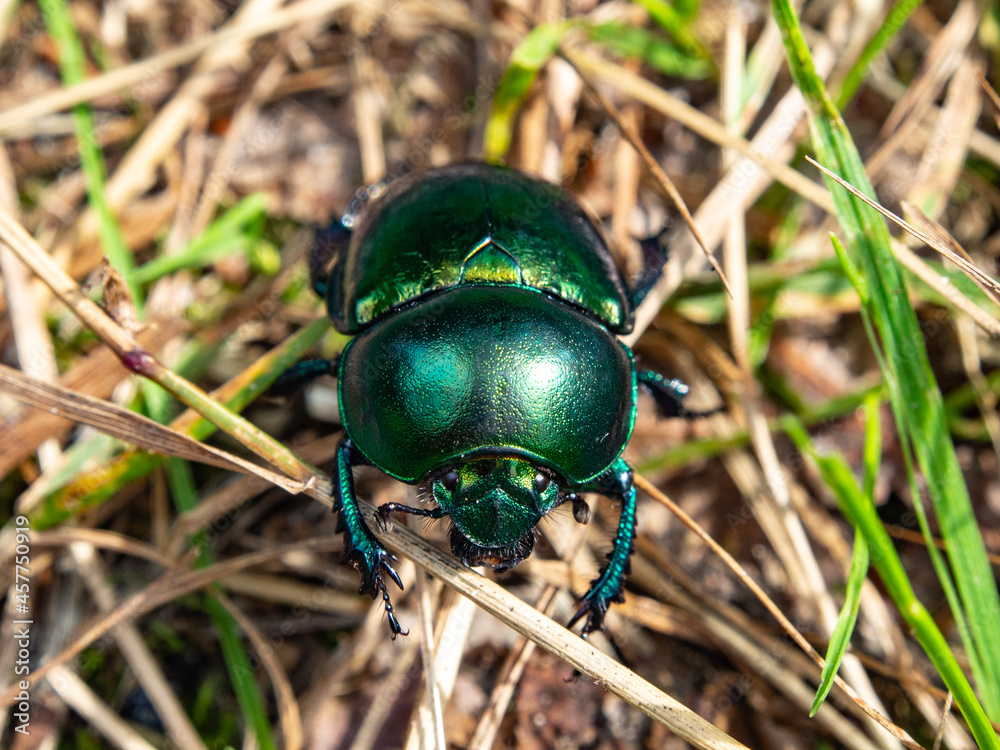 Dung beetle in the forest litter. Macro photography, nature. Dung beetle in the forest litter. Macro photography, nature.