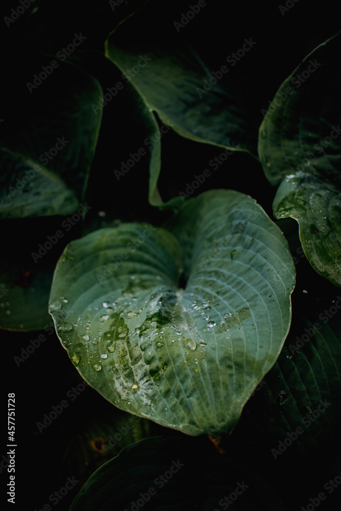 Obraz premium Hosta leave with water drops after rain. Green heart-shaped leaves. Tropical fresh mood. Natural light. Natural pattern. 