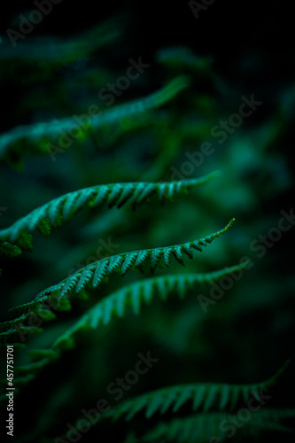 Natural fern pattern. Beautiful background with young green fern leaves. Beautiful ferns leave green foliage with a floral dark background.