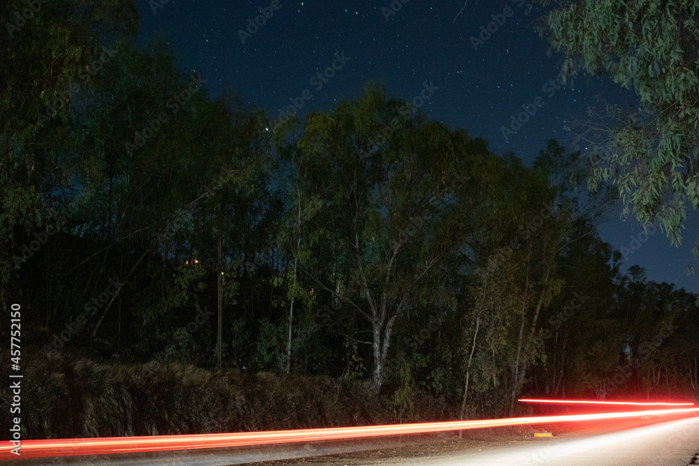 Bosque nocturno