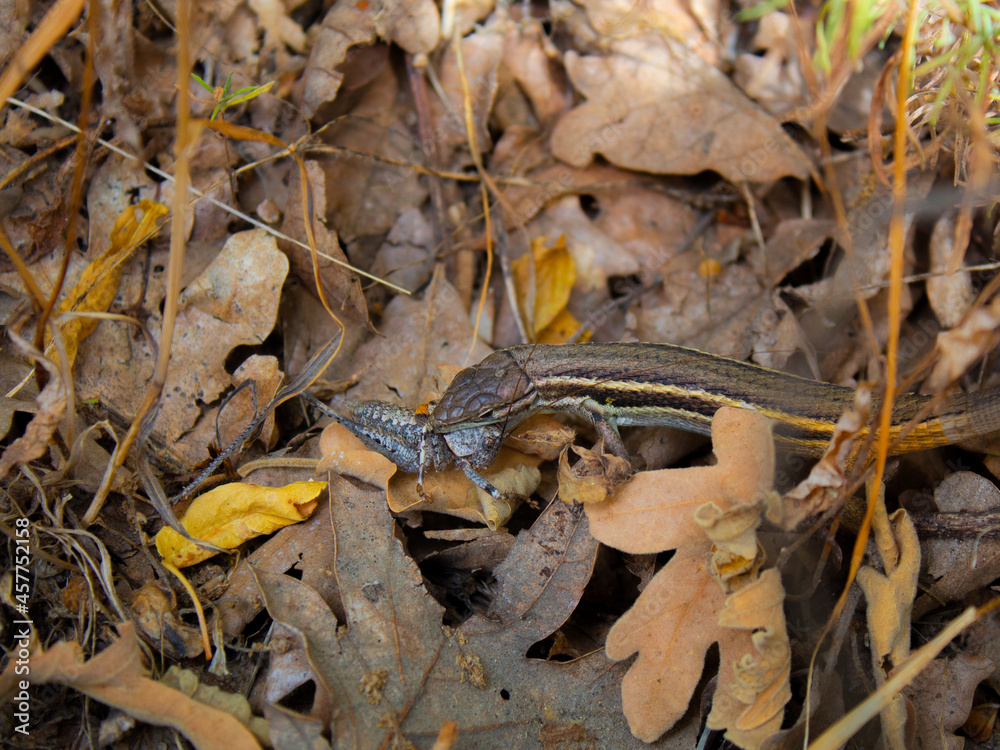 Lagarto comiendo grillo