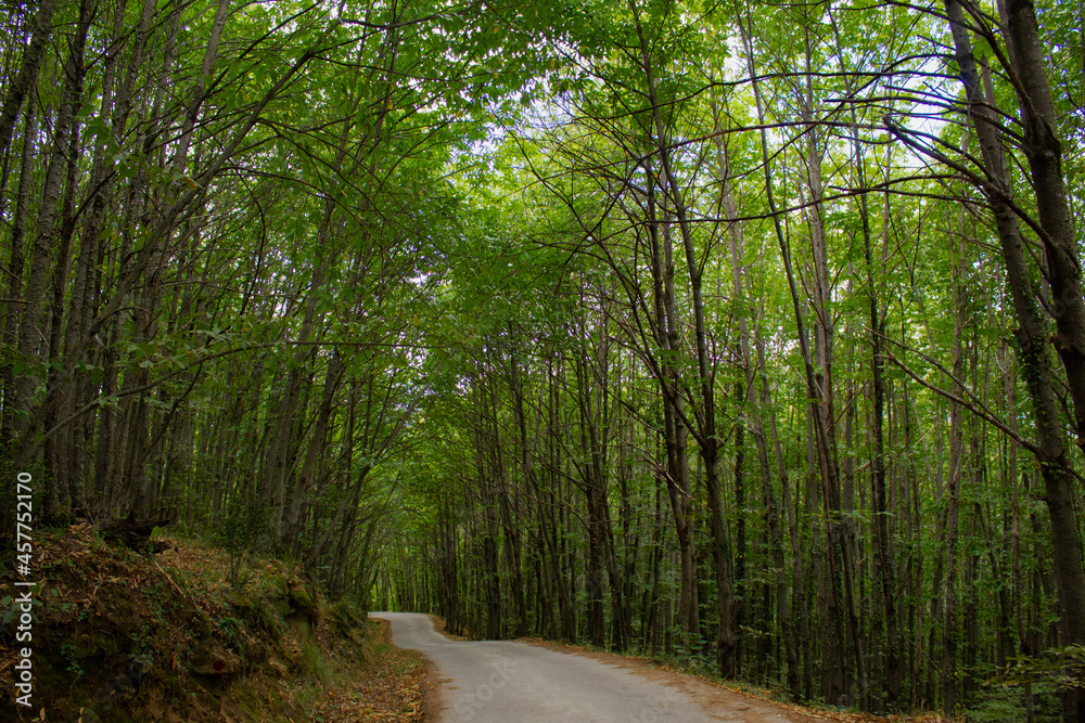 Camino en el bosque