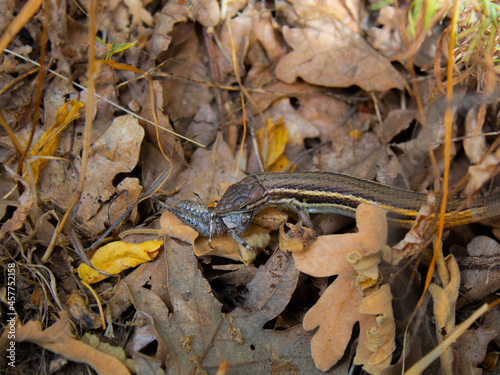 Obraz na płótnie Lagarto comiendo grillo w salonie