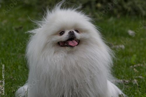 Bright white spitz in the park. A small, pure white Spitz dog walks in a city park and looks at the photographer. Close-up. Lovely dog, pet concept, cute doggy, pretty, domestic animal.