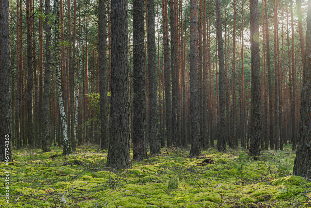 Fototapeta premium Sosnowy las w słoneczny dzień.