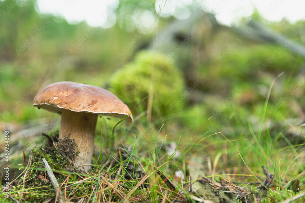 Grzybobranie. Jesień w lesie.
Grzybobranie. Jesień w lesie.