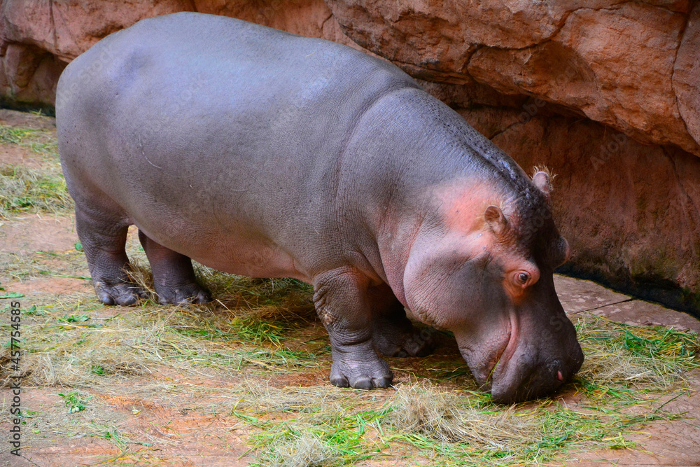 hipopotam Hippopotamus - obrazy, fototapety, plakaty 
