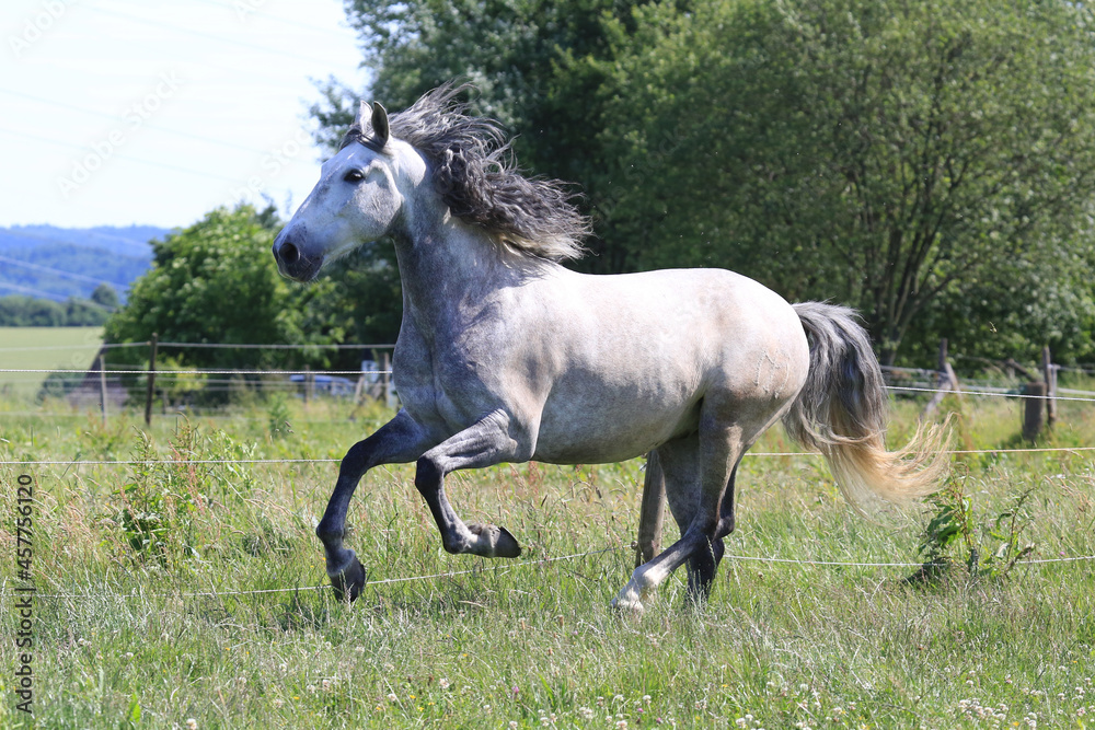 Schönes Pferd/Schimmel auf der Weide Schönes Pferd/Schimmel auf der Weide