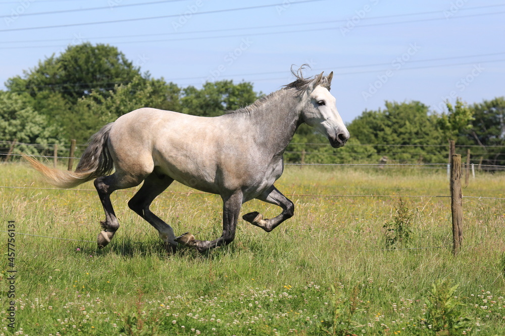 Schönes Pferd/Schimmel auf der Weide Schönes Pferd/Schimmel auf der Weide
