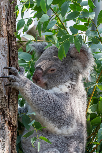 Fototapeta Naklejka Na Ścianę i Meble -  A peaceful koala in a tree