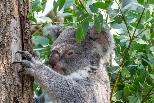 Fototapeta Naklejka Na Ścianę i Meble -  A peaceful koala in a tree