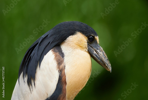 Boatbilled heron also called boatbill. (Cochlearius cochlearius)   