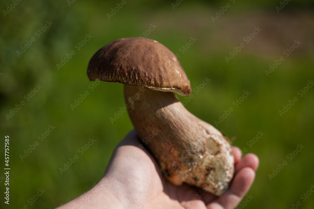 White mushroom. Popular boletus porcini mushrooms in hand. Soft background. White mushroom. Popular boletus porcini mushrooms in hand. Soft background.