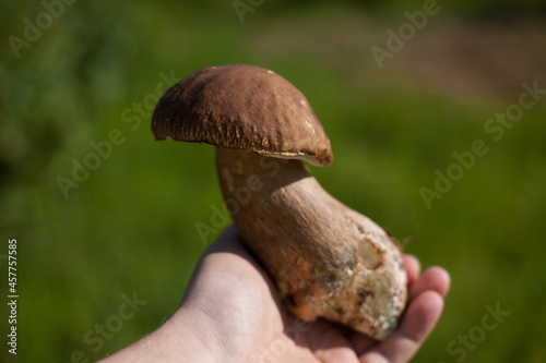 White mushroom. Popular boletus porcini mushrooms in hand. Soft background. 