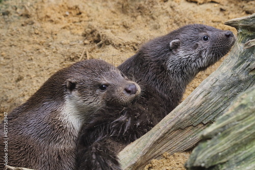 European otter (Lutra lutra) female and young in zoo
