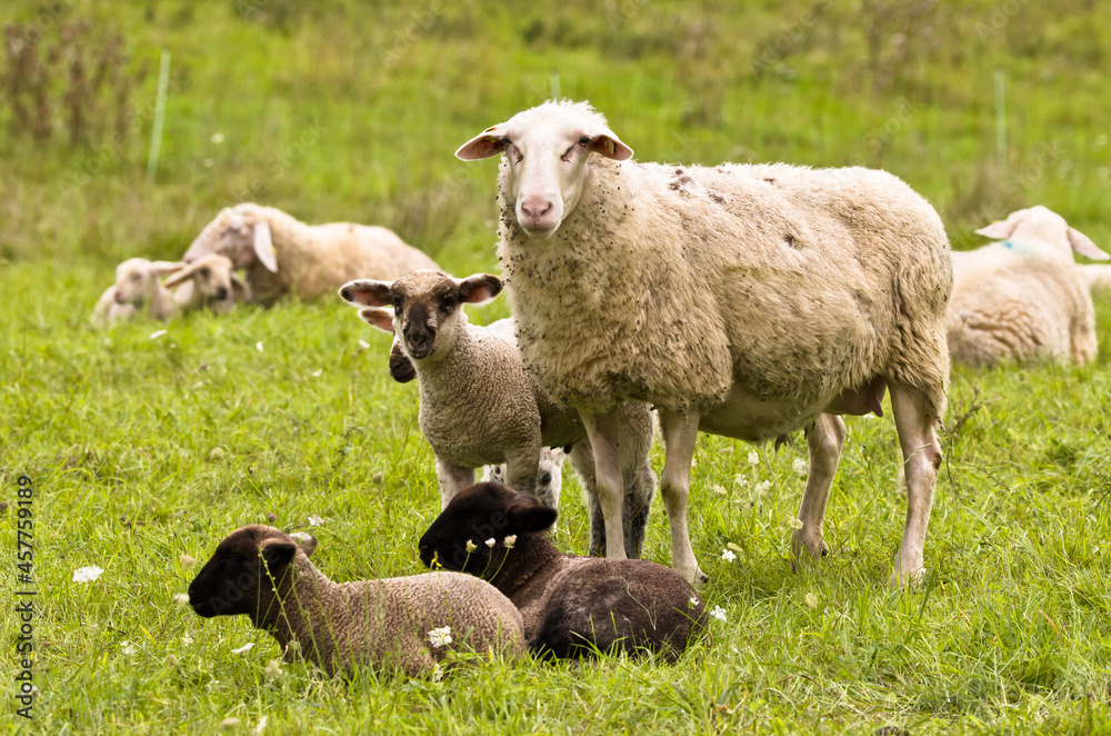 Naklejka premium A beautiful white sheep with her lamb i