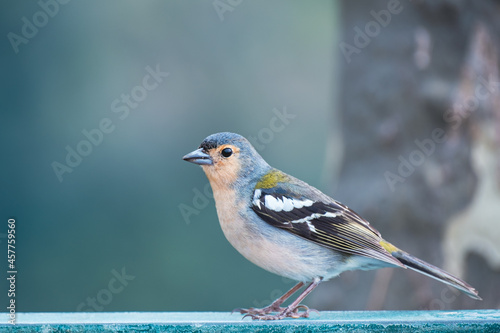 Close up a wild bird in Madeira island. 