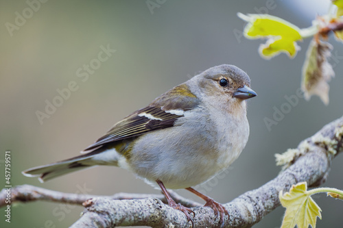 Close up a wild bird in Madeira island. 