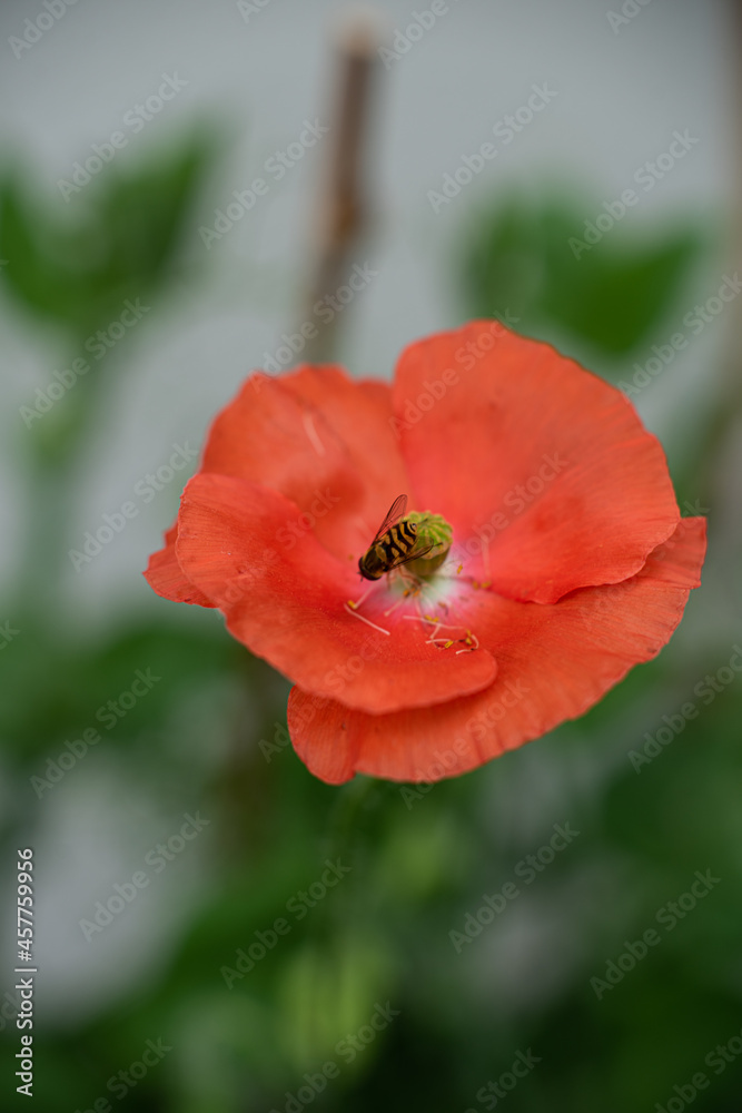 Fototapeta premium Poppy flowers in a backyard garden.