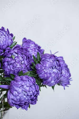 Close-up of blue chrysanthemums on a blurred background.