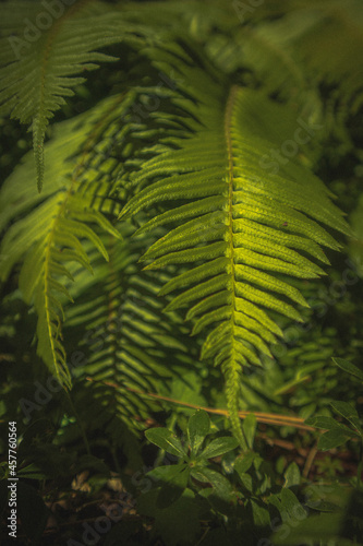 fern leaves