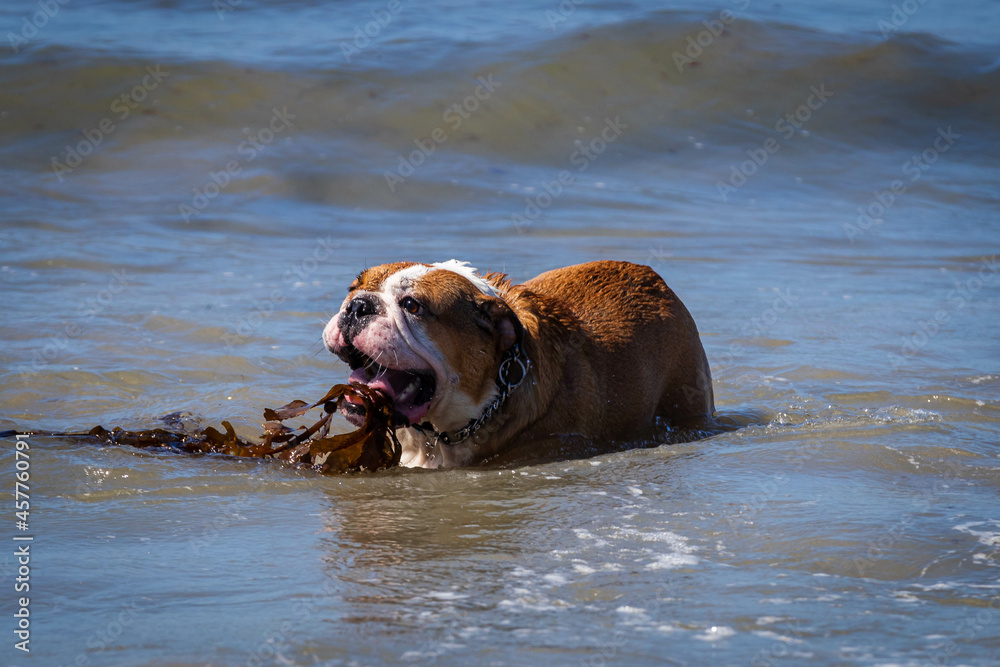 Dogs play at the Del Mar dog beach