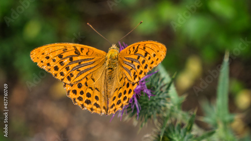 Closeup of monarch butterfly on flower  Orange butterfly  selective focus  shallow depth of field  blurred background