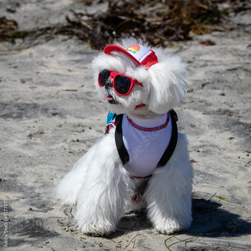 Dogs play at the Del Mar dog beach photo