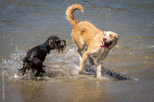 Dogs play at the Del Mar dog beach
