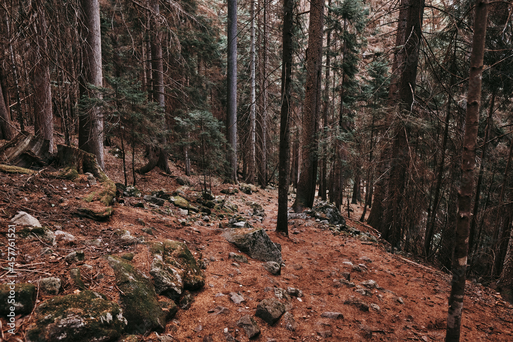 Fototapeta premium trail in the woods