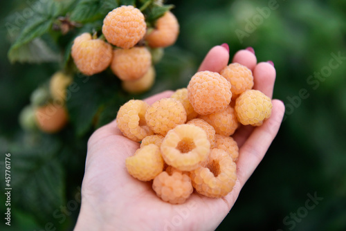 Owoce maliny żółtej na dłoni