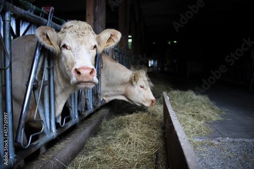 Foto Cow Charolais, stands at the feed rack with other conspecifics and looks into the camera