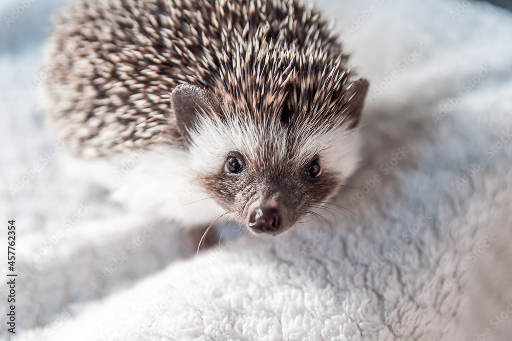 Fototapeta premium Gray African pygmy hedgehog playing on a white blanket