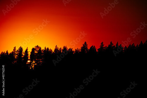 Red sun setting behind spruce trees.