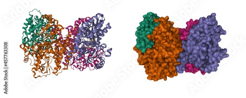 Принти на полотні N2-bound nitrogenase MoFe-protein from Azotobacter vinelandii, 3D cartoon and Ga