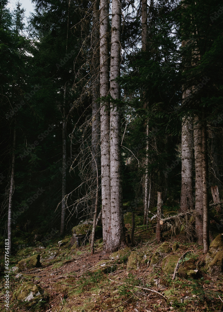 Obraz premium trees in the forest