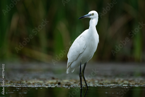 a close up portrait of a little egret, Egretta garzetta, as it stands in the water during a fishing session