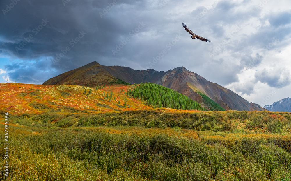 Sun rays on an autumn mountain valley with a flying bird of prey. Dramatic autumn scenery with mountain gold sunshine and multicolor mountains.